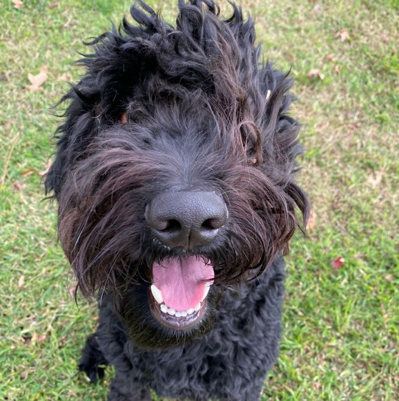 Meet your Posher - Picture 1 of 1